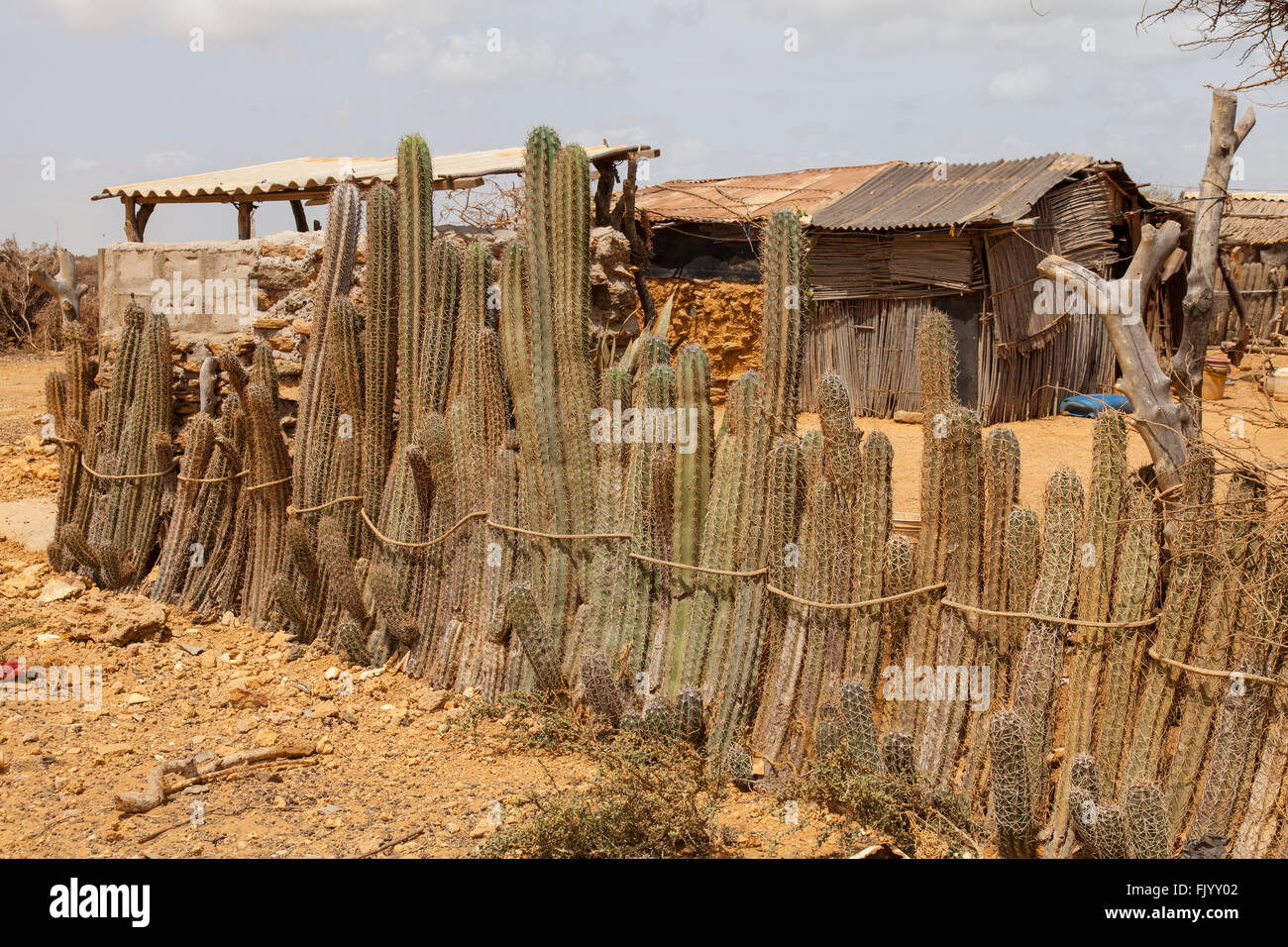 Recinzione di cactus, corral di una tribù Wayuu, Punta Gallinos, Colombia. Foto Stock