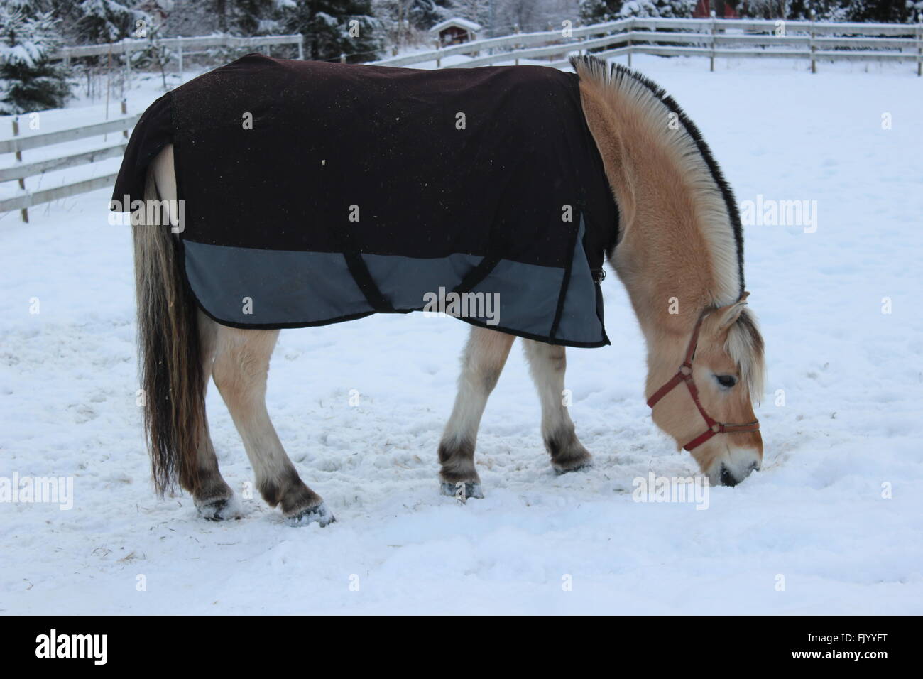 Fiordo norvegese cavallo fuori nella neve Foto Stock