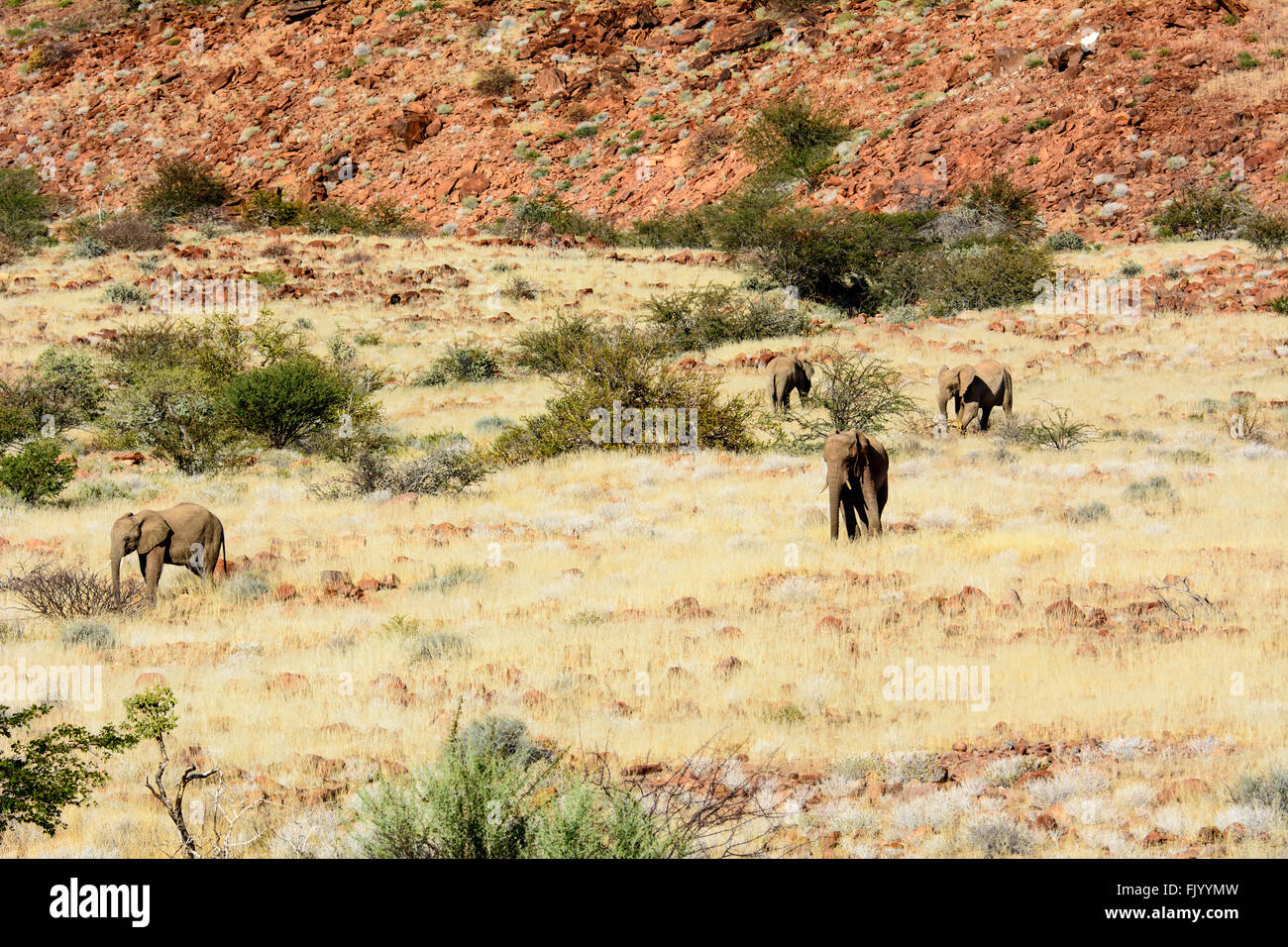 Deserto elefanti nel loro ambiente naturale Foto Stock