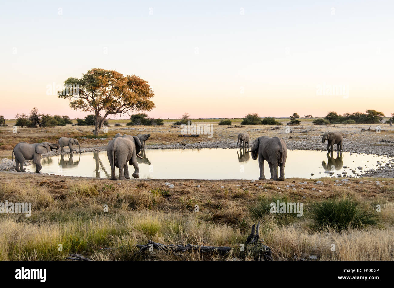 Gli elefanti di bere intorno al waterhole Foto Stock