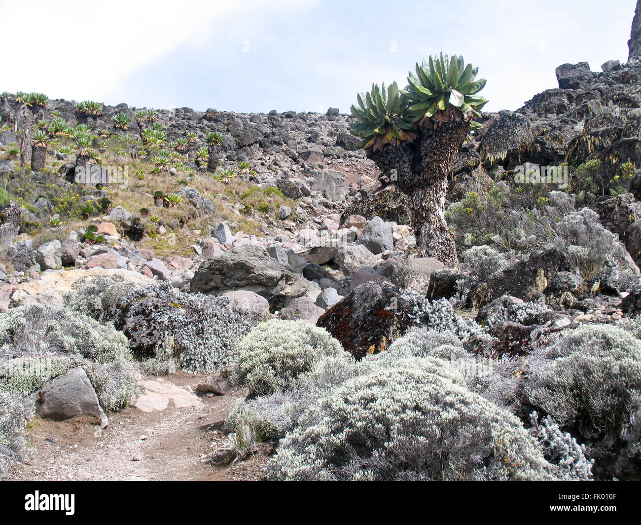 Dendrosenecio kilimanjari, o più comunemente grounsels gigante tra i massi di lava sulle pendici del monte Kilimanjaro. Foto Stock