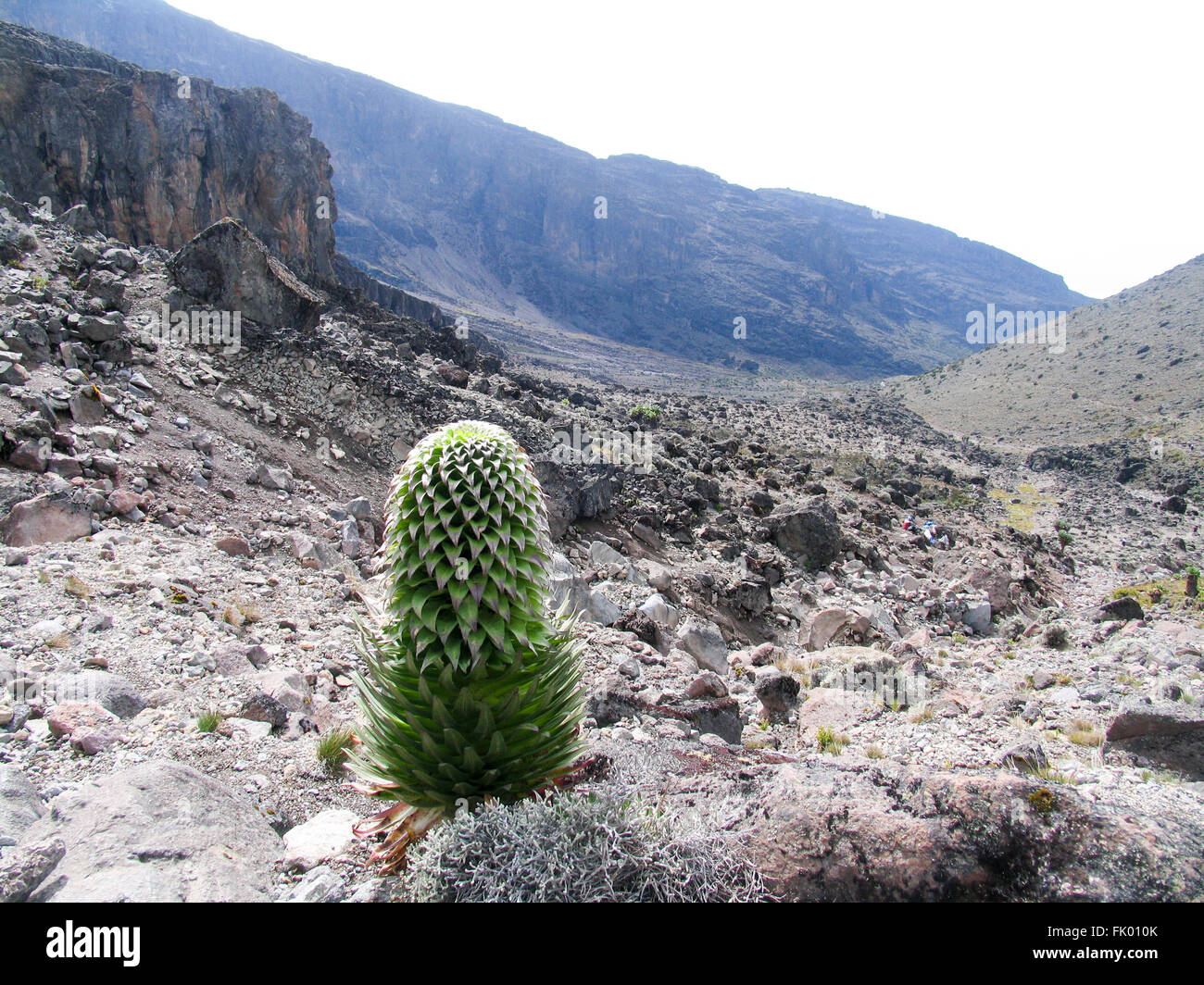 Lobelia gigante tra i massi di lava sulle pendici del monte Kilimanjaro. Foto Stock