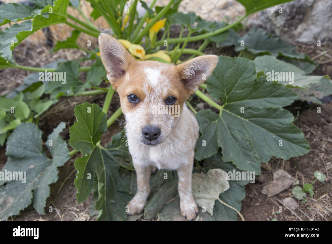 Miniature pinscher cucciolo seduti in giardino con campo da squash impianto in background Foto Stock