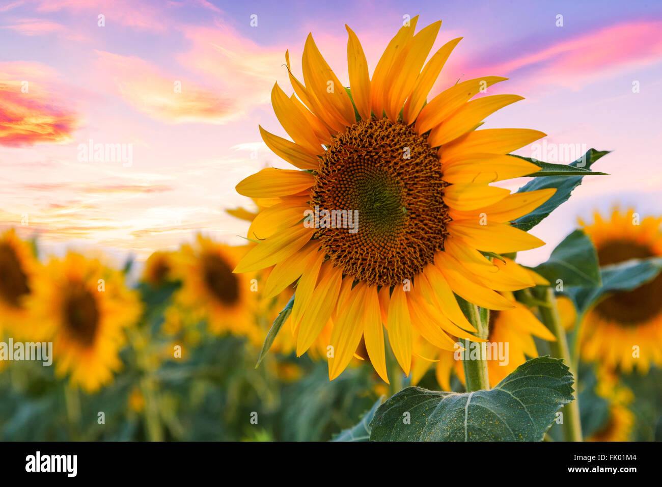 Un bellissimo campo di girasoli vicino Valensole, Provenza, Francia Foto Stock