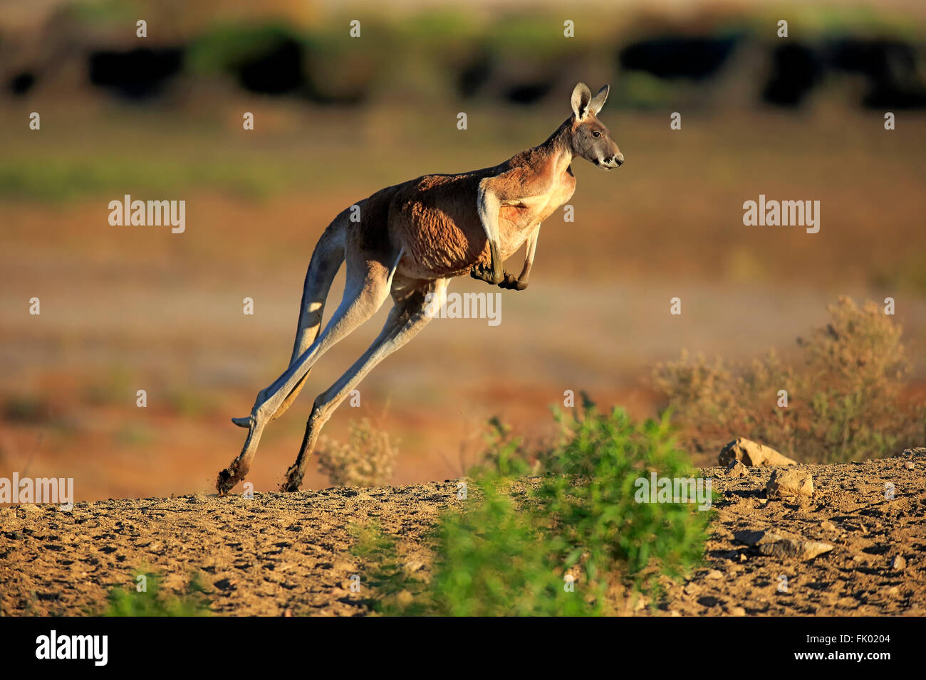 Canguro rosso, adulti jumping, Sturt Nationalpark, Nuovo Galles del Sud, Australia / (Macropus rufus) Foto Stock