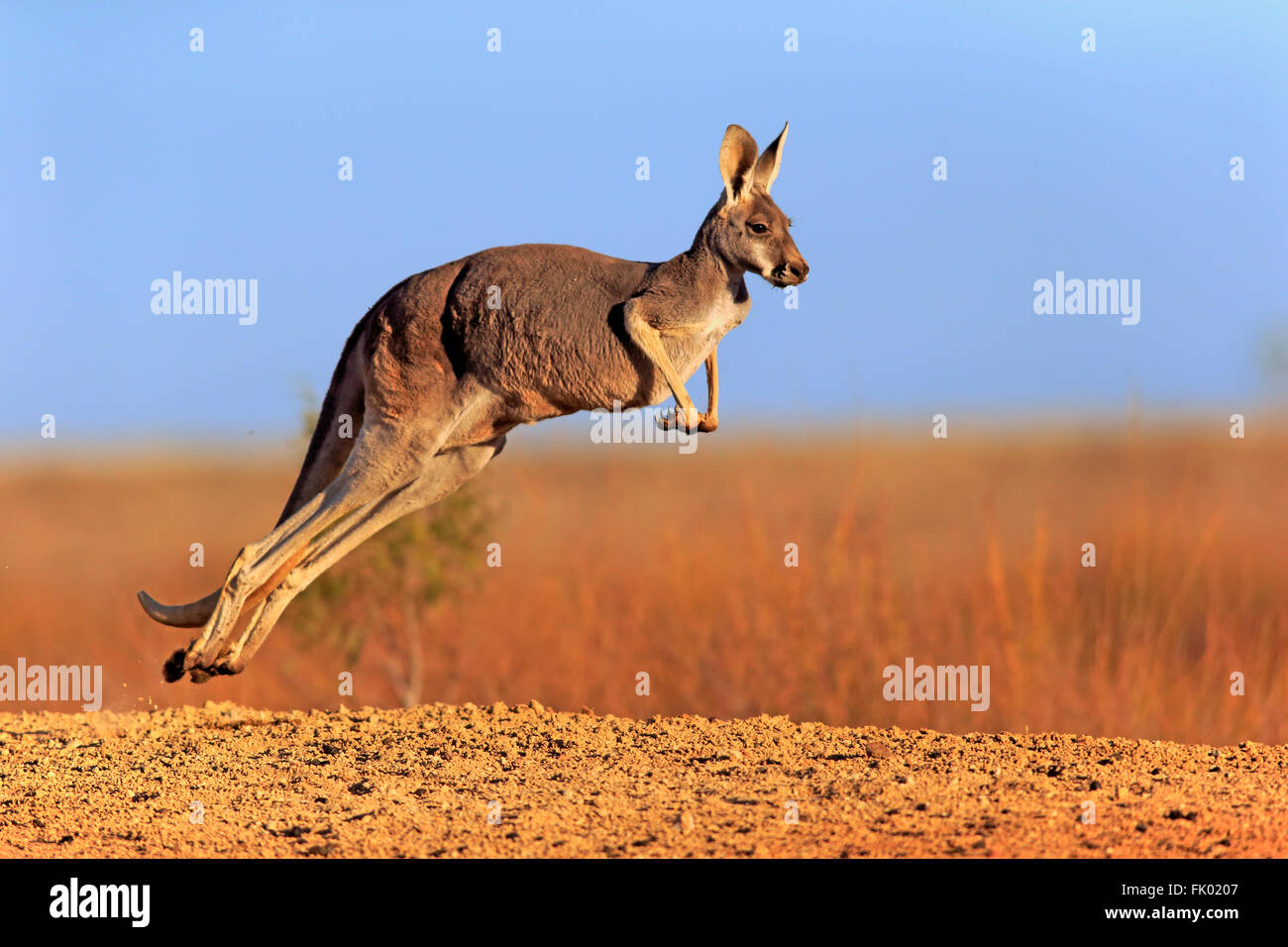 Canguro rosso, adulti jumping, Sturt Nationalpark, Nuovo Galles del Sud, Australia / (Macropus rufus) Foto Stock