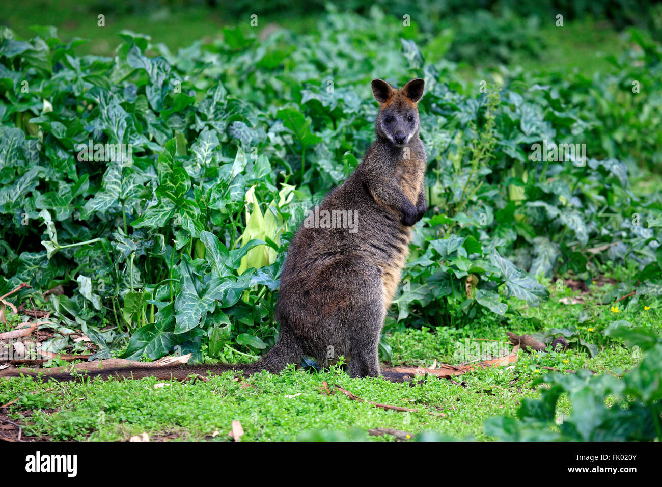 Swamp Wallaby, adulto, avviso Wilson promontorio Nationalpark, Victoria, Australia / (Wallabia bicolor) Foto Stock