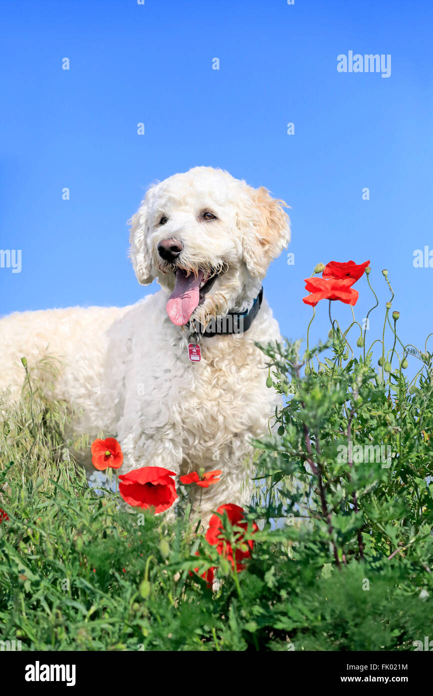 Labradoodle, maschio / (Labrador x standard poodle croce) Foto Stock