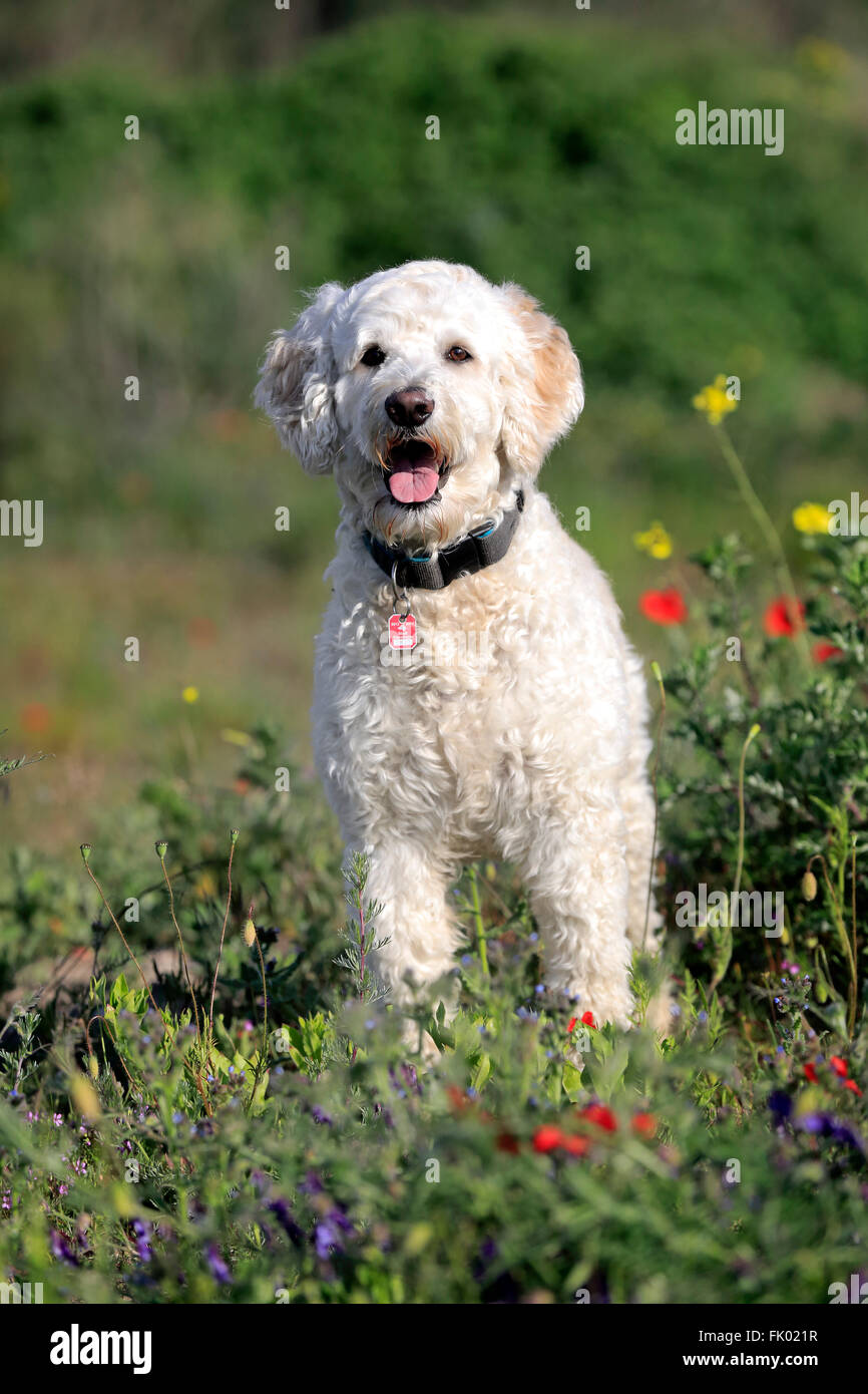 Labradoodle, maschio / (Labrador x standard poodle croce) Foto Stock