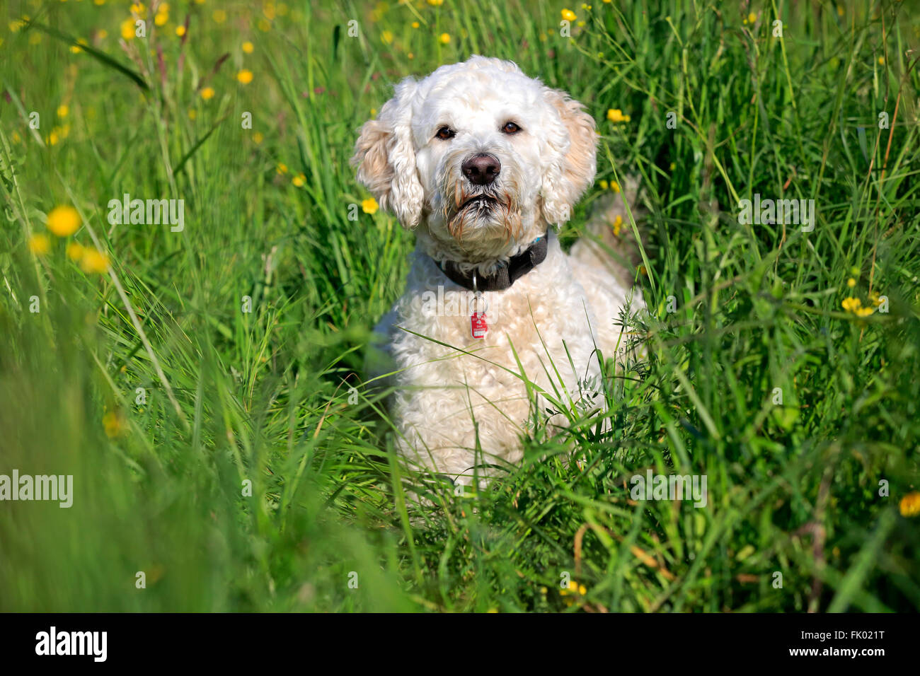 Labradoodle, maschio / (Labrador x standard poodle croce) Foto Stock