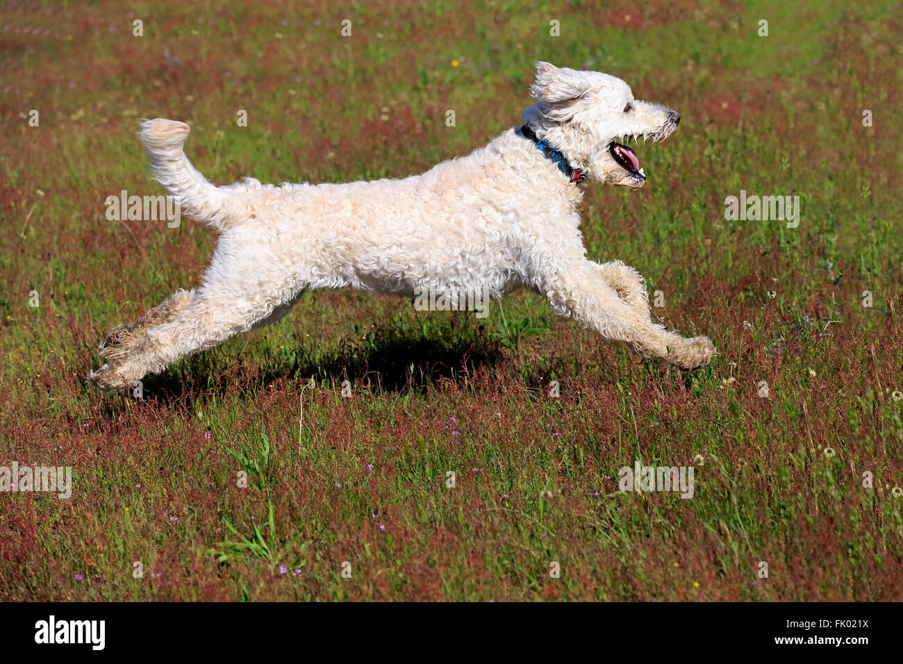 Labradoodle, maschio / (Labrador x standard poodle croce) Foto Stock