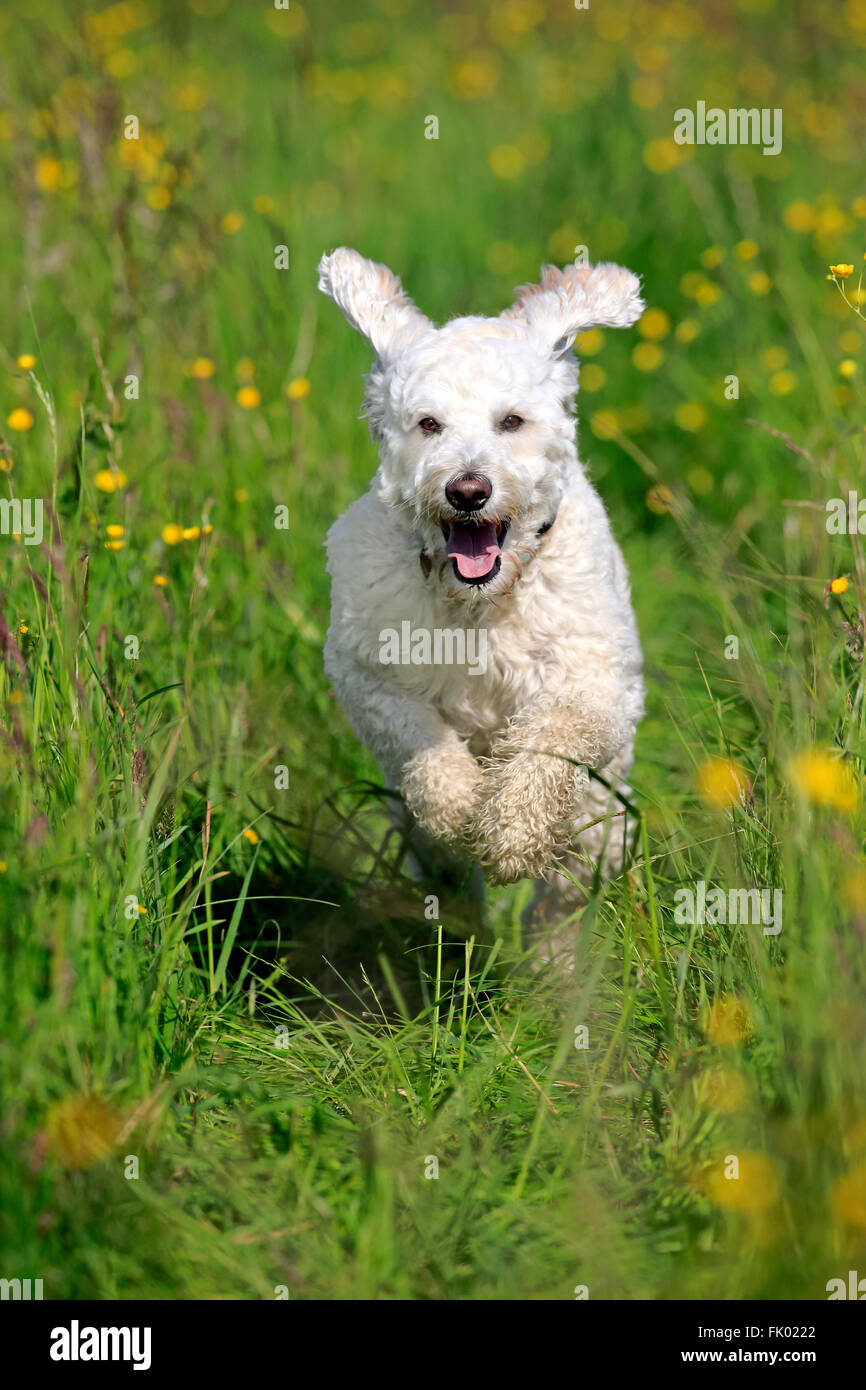 Labradoodle, maschio / (Labrador x standard poodle croce) Foto Stock