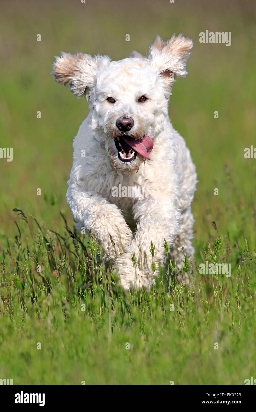 Labradoodle, maschio / (Labrador x standard poodle croce) Foto Stock