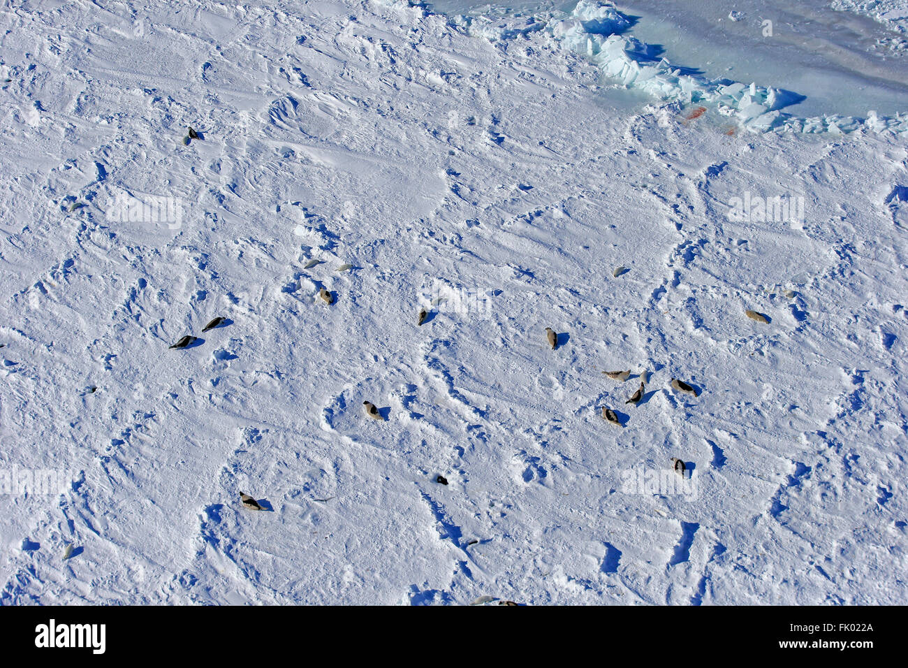 Guarnizione arpa, Colonia su Pack di ghiaccio in inverno, le isole della Maddalena, Golfo di San Lorenzo, Quebec, Canada, America del Nord / (Pagophilus groenlandicus) Foto Stock