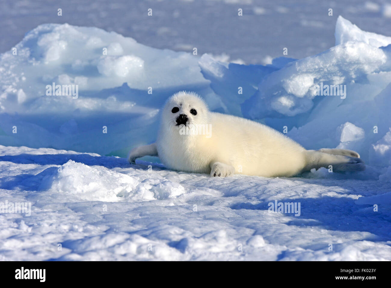 Guarnizione arpa, PUP, pack ghiaccio, le isole della Maddalena, Golfo di San Lorenzo, Quebec, Canada, America del Nord / (Pagophilus groenlandicus) / camice bianco Foto Stock