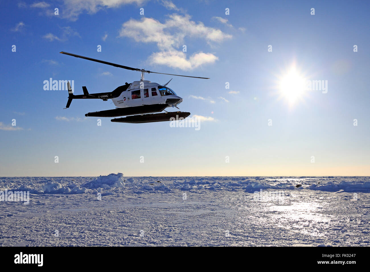Viaggio a foche groenlandiche, elicottero sopra la banchisa, le isole della Maddalena, Golfo di San Lorenzo, Quebec, Canada, America del Nord Foto Stock