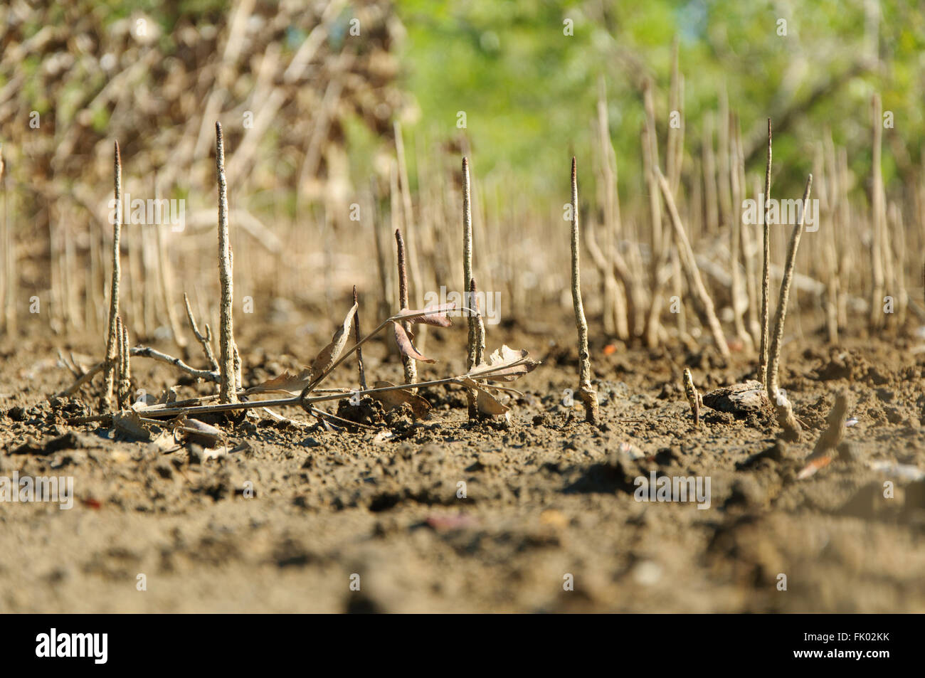 Rhizophora mucronata: radici di mangrovia (pneumatofori) nella zona di marea Foto Stock