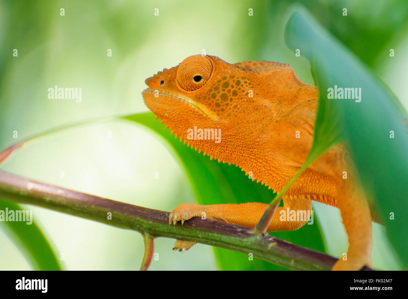 Furcifer pardalis: un arancione Panther Chameleon su un ramo Foto Stock