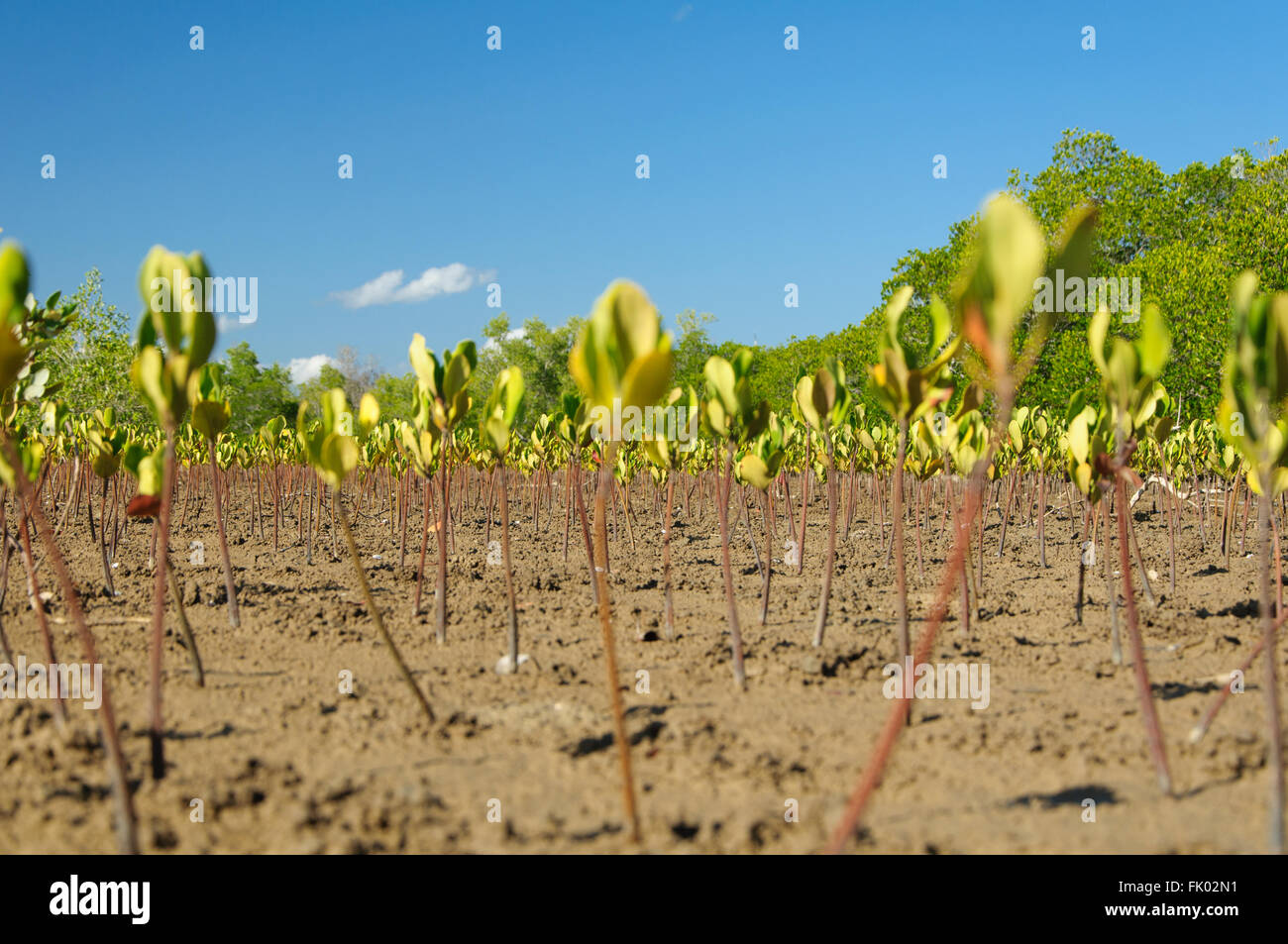 Rhizophora mucronata: Germogli di mangrovie nella zona di marea Foto Stock