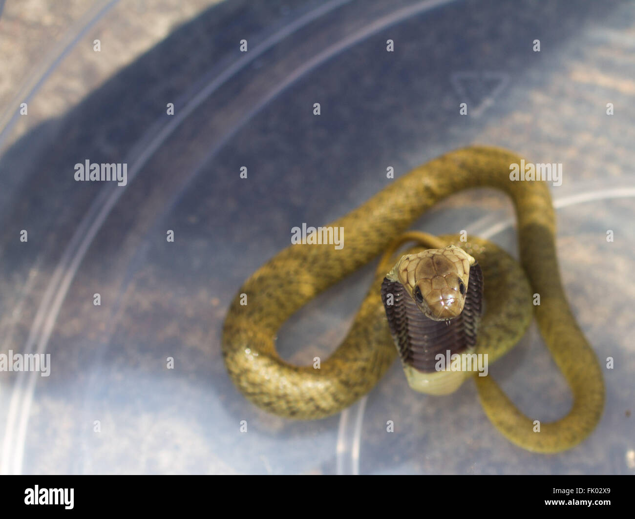 I capretti Cape Cobra (naja nivea), catturato in un secchio. Cape Cobra è estremamente velenose serpente e morsi non sono infrequenti. Foto Stock
