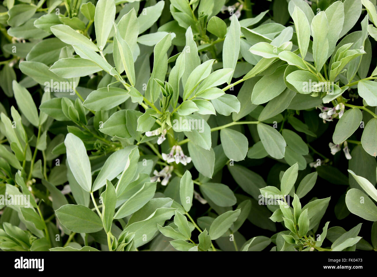 Vicia faba, Fava, faba bean, fava, erbe coltivate witth pinnate foglie, creamish bianco fiori, baccelli con semi Foto Stock