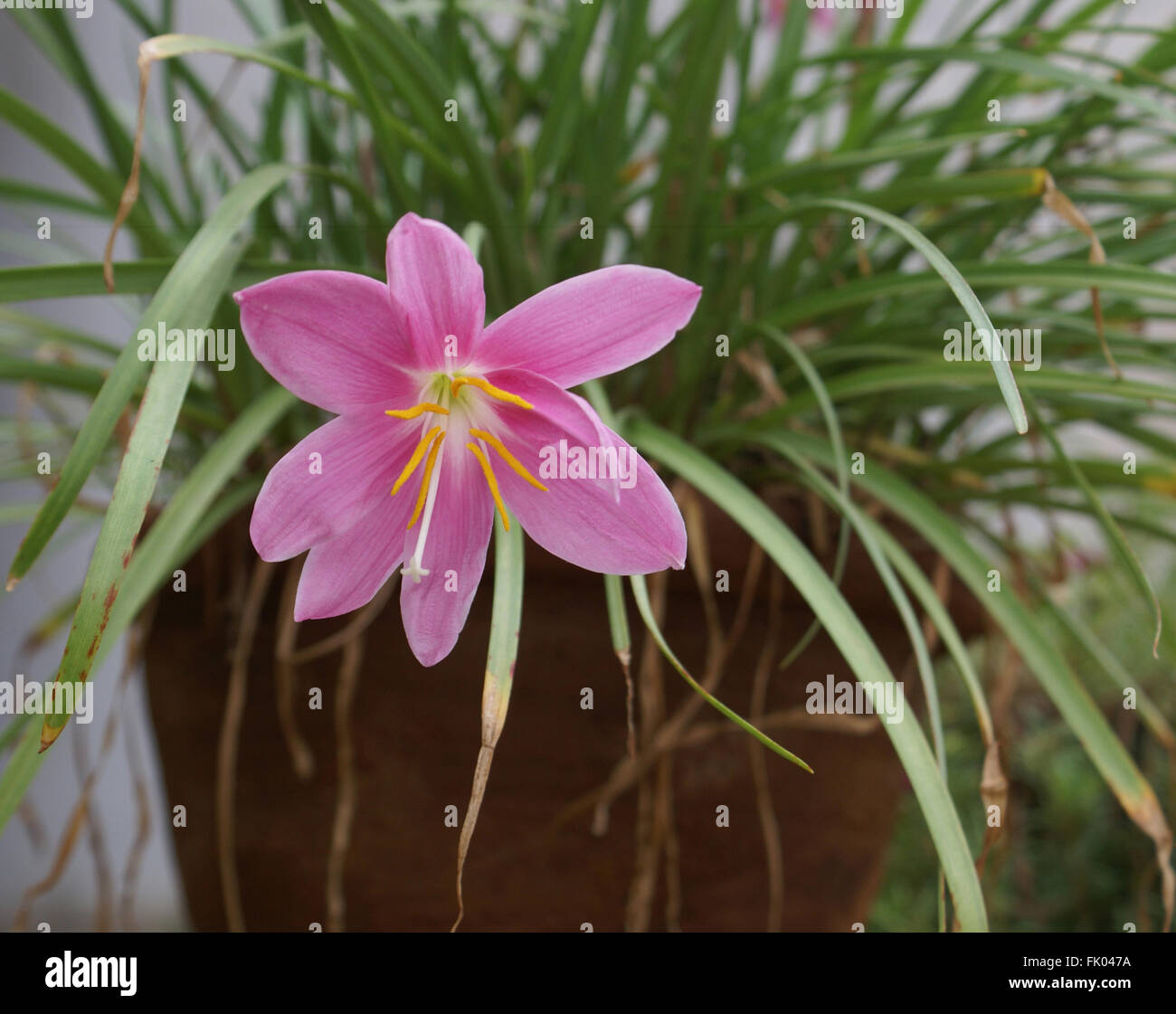 Bulbi Di Giglio Della Pioggia Rosa - 8 Pezzi, Facili Da Coltivare Per Giardino O Balcone