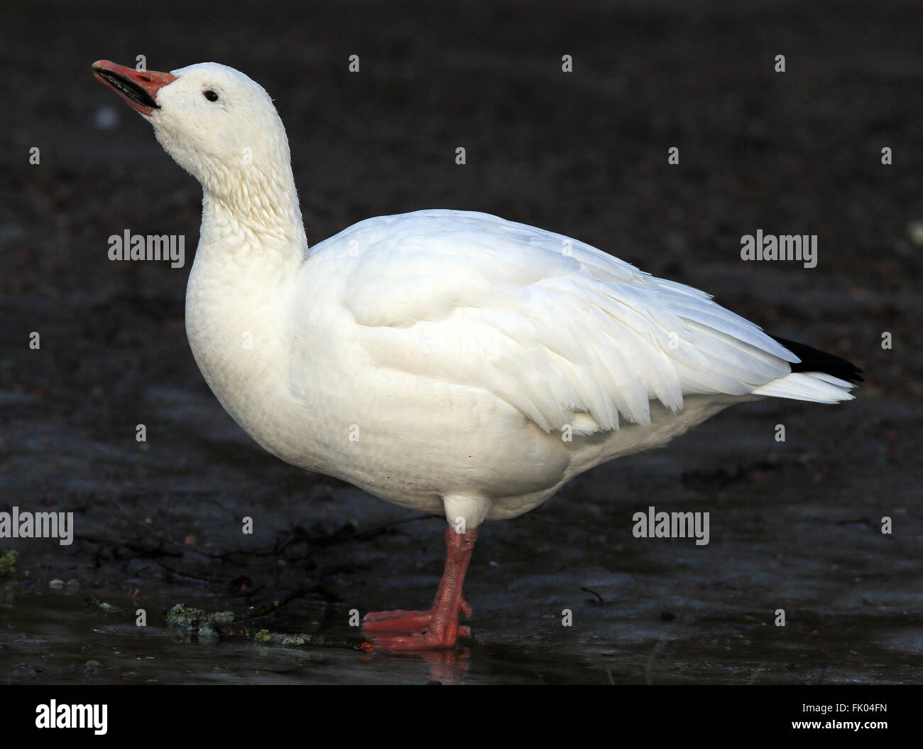 Acqua potabile alle nevi Foto Stock