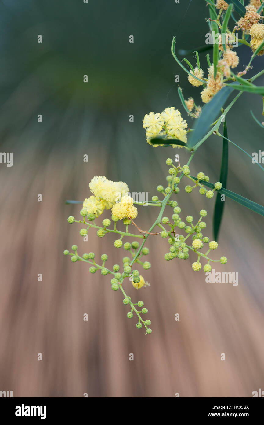 Acacia retinodes. Wirilda arbusti in fiore Foto Stock