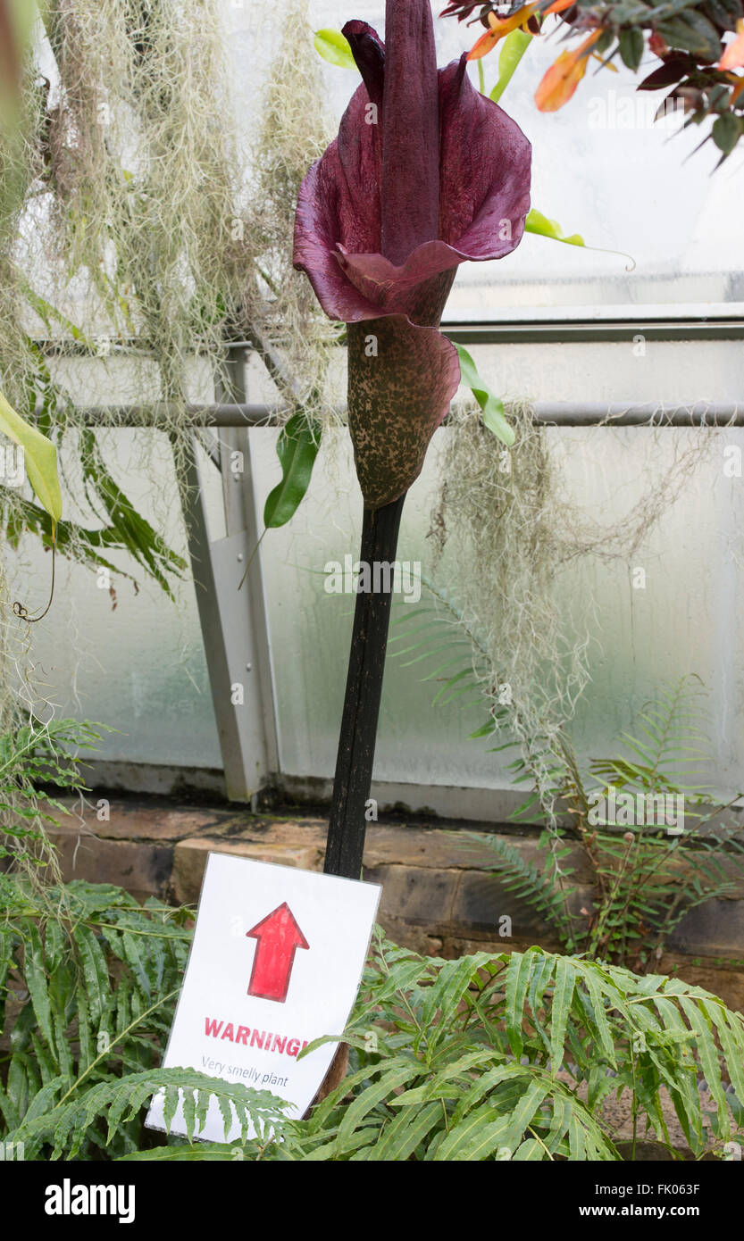 Amorphophallus titanum. Titan arum a Oxford Giardini Botanici. Oxford, Oxfordshire, Inghilterra Foto Stock