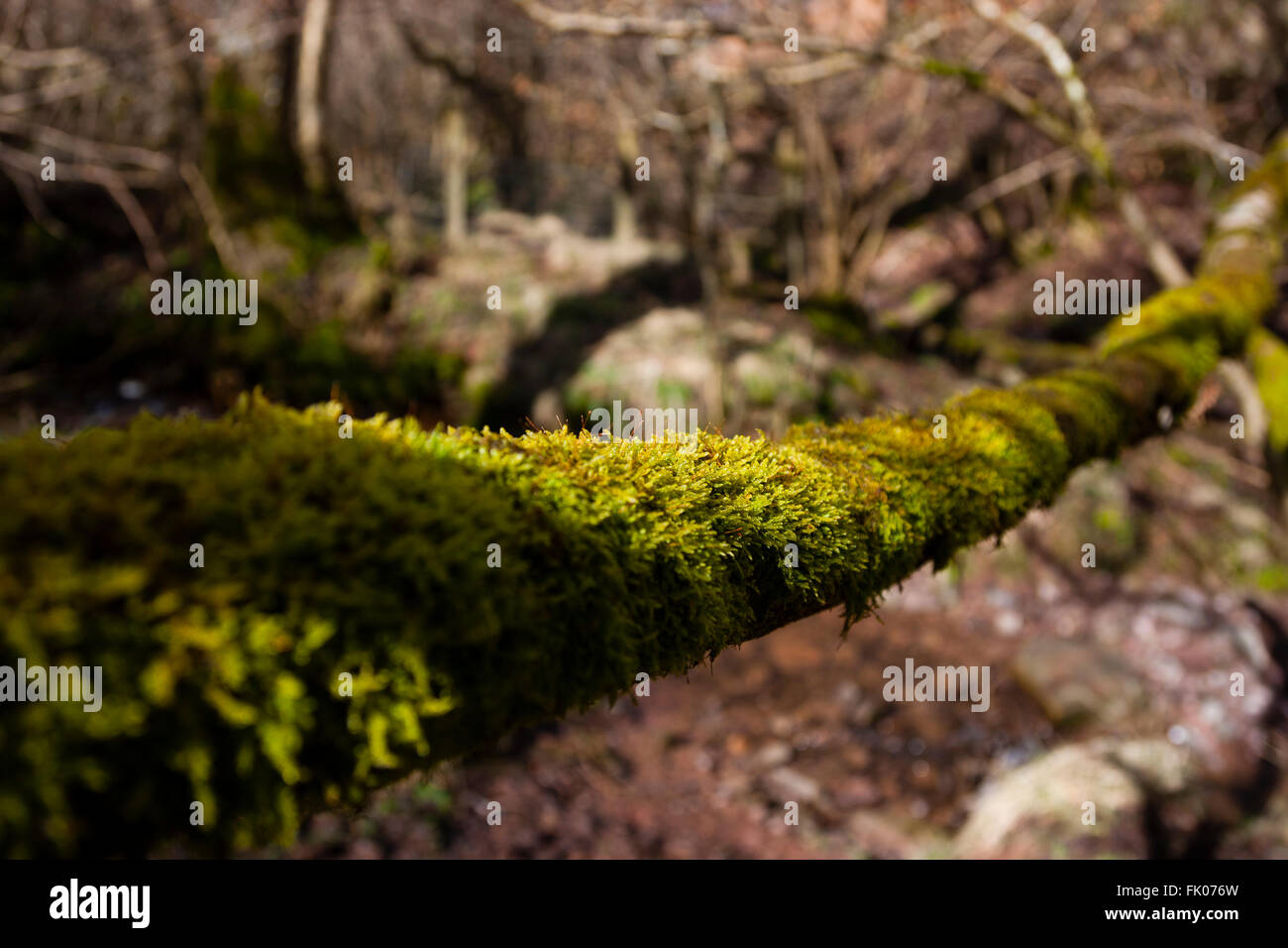 Hay-on-Wye, Wales, Regno Unito. Licheni crescono lungo un log in bosco. Foto Stock