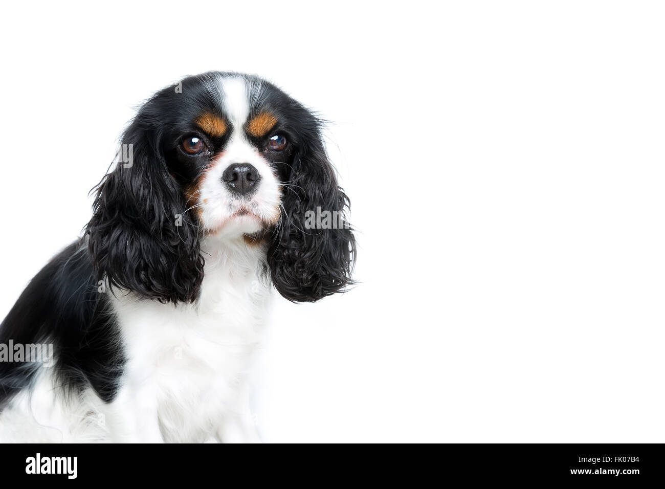 Ritratto di carino cavalier spaniel isolati su sfondo bianco, spazio di copia Foto Stock