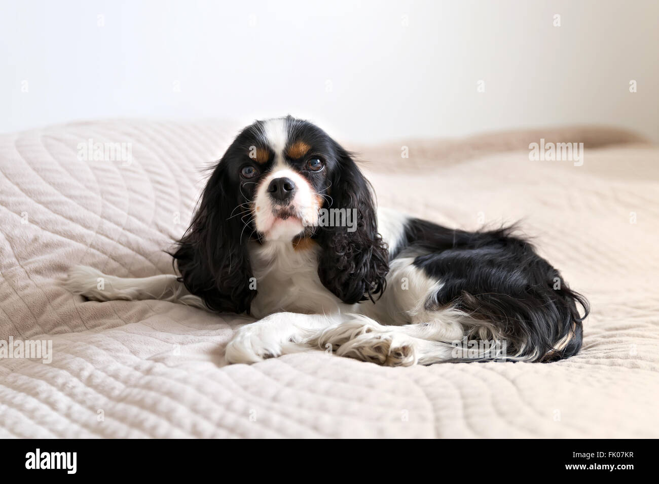 Cute cane disteso sul letto e di appoggio Foto Stock