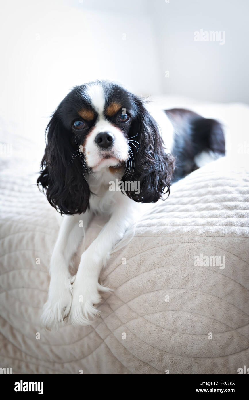 Cute cane disteso sul letto e di appoggio Foto Stock