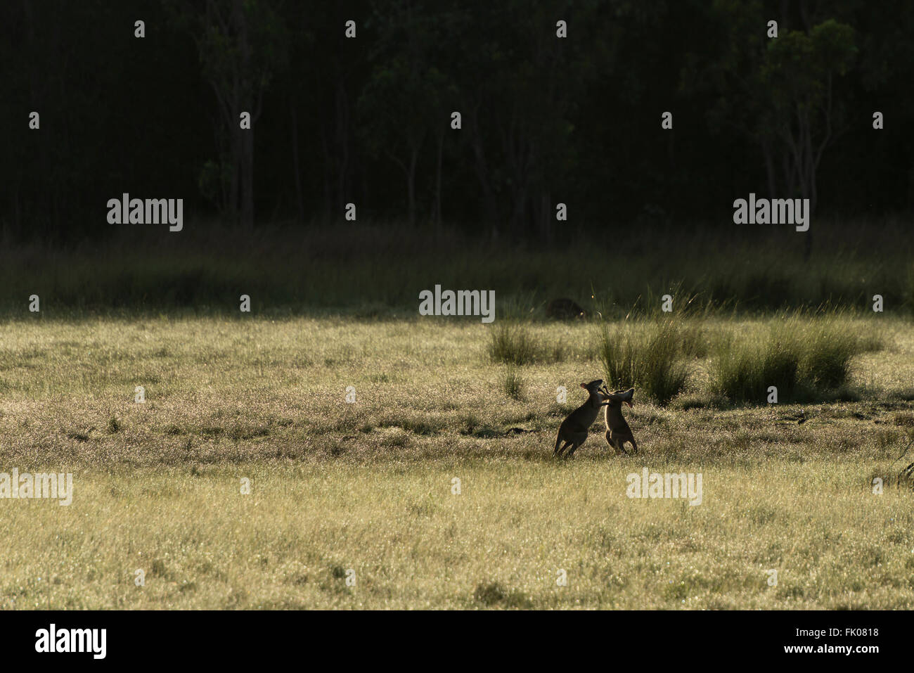 Due Agile wallaby(Macropus agilis) noto anche come sandy wallaby giocando, combattere. Questa è una specie di wallaby trovate in Foto Stock