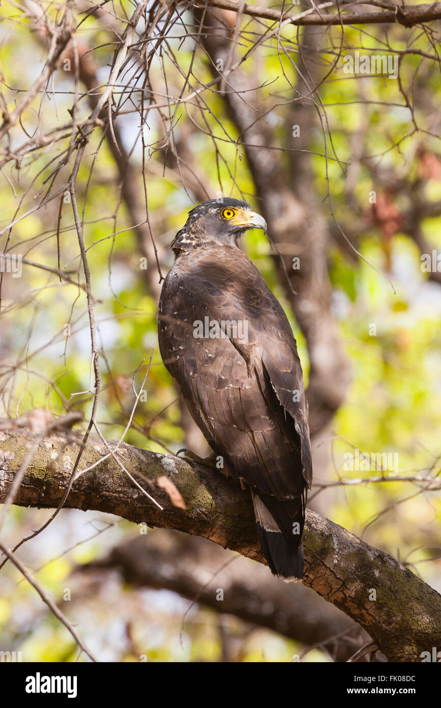 Bandhavgarh, Madhya Pradesh, India. Crested Eagle serpente (Spilornis cheela) seduta nella struttura ad albero. Foto Stock