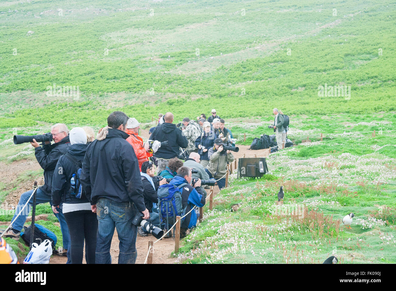 Isola di Skomer, Pembrokeshire, Wales, Regno Unito. La Folla di fotografi dilettanti scattano foto di pulcinelle di mare. Foto Stock