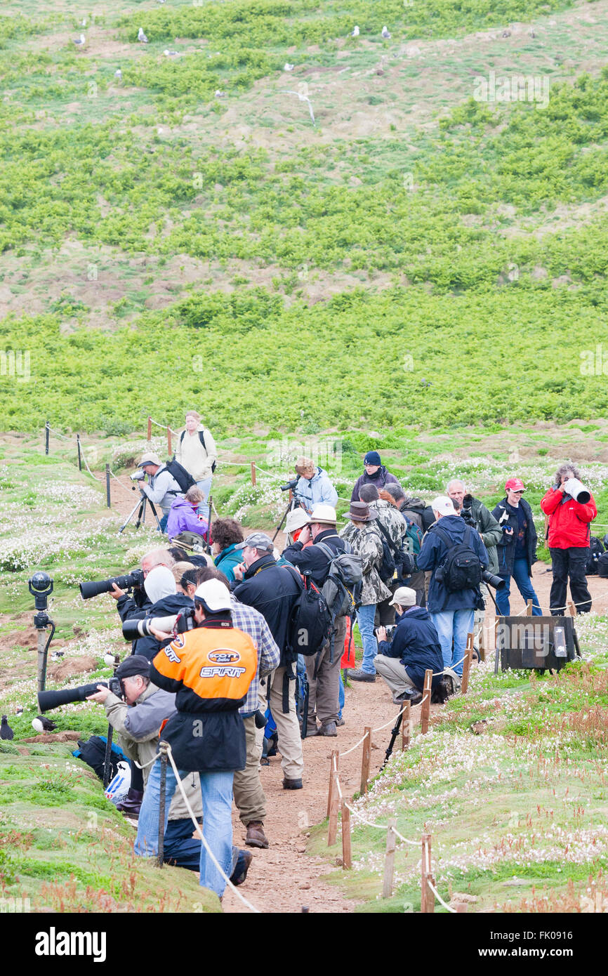 Isola di Skomer, Pembrokeshire, Wales, Regno Unito. La Folla di fotografi dilettanti scattano foto di pulcinelle di mare. Foto Stock