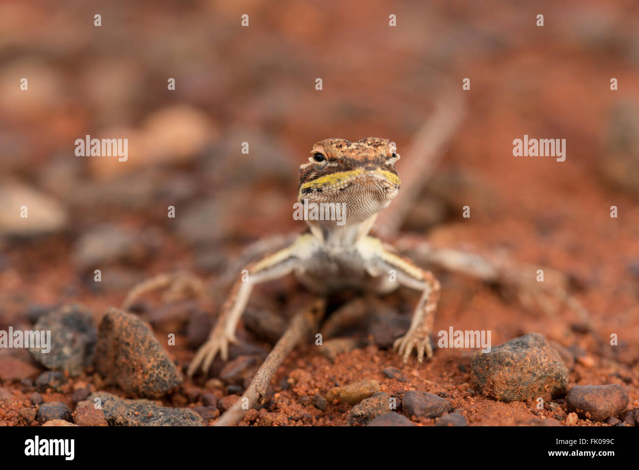 Drago militare (Ctenophorus isolepis gularis) in Outback Uluru Foto Stock