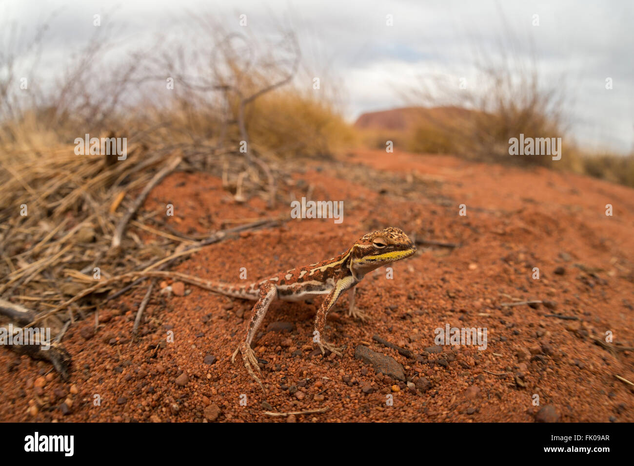 Drago militare (Ctenophorus isolepis gularis) in Outback Uluru Foto Stock