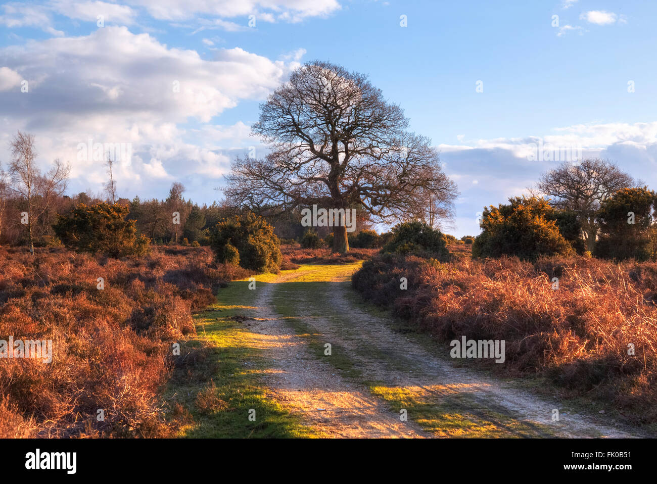 Albero in inverno a Mogshade Hill, New Forest, Lyndhurst, England, Regno Unito Foto Stock