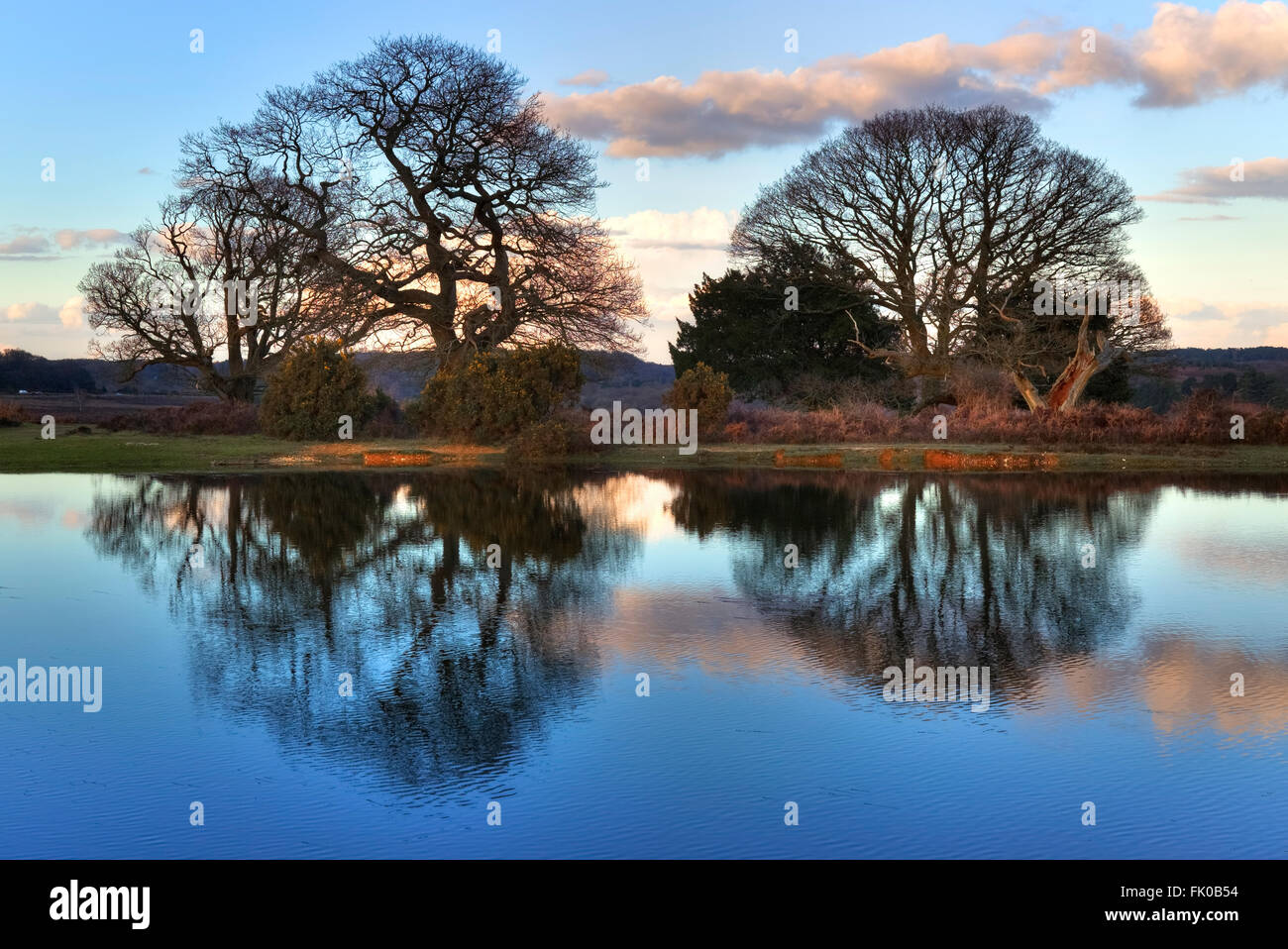 Mogshade Hill, Bolderwood, New Forest, Hampshire, Inghilterra, Regno Unito Foto Stock