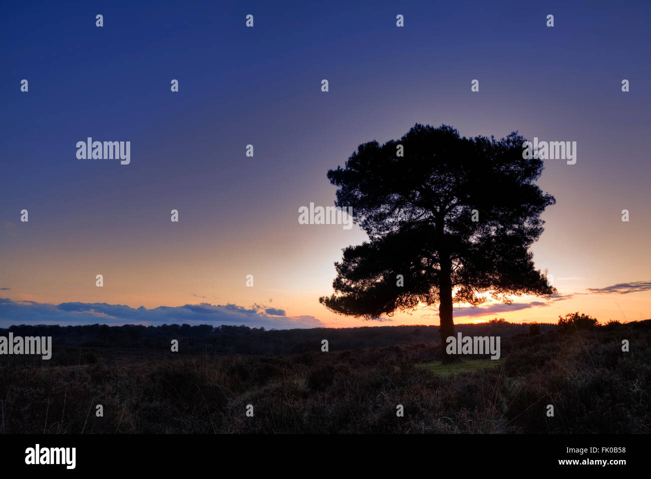 Vista Bratley, New Forest, Hampshire, Inghilterra, Regno Unito Foto Stock