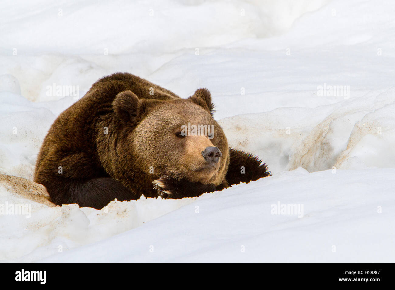 Eurasian l'orso bruno (Ursus arctos arctos) appoggiato sulla neve in inverno Foto Stock