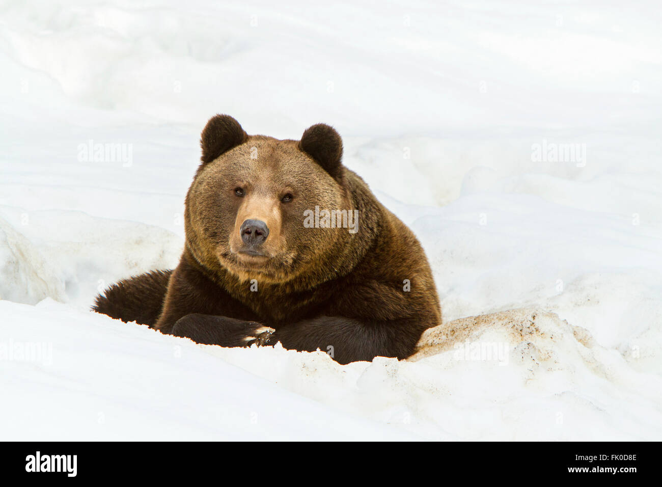 Eurasian l'orso bruno (Ursus arctos arctos) appoggiato sulla neve in inverno Foto Stock