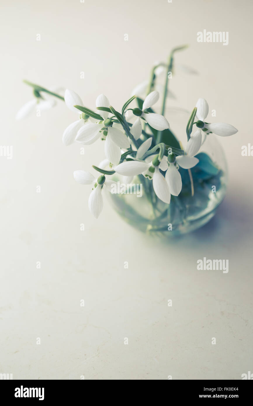 Comune (Snowdrop Galanthus nivalis), close up Foto Stock