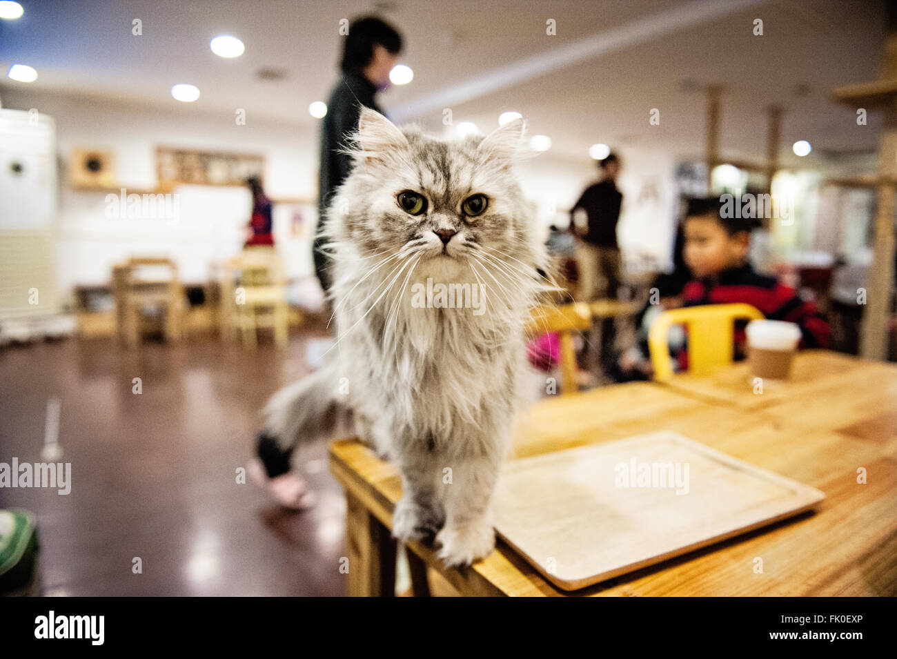Un gatto dentro un gatto cafe in a Myeongdong, Seoul Foto Stock