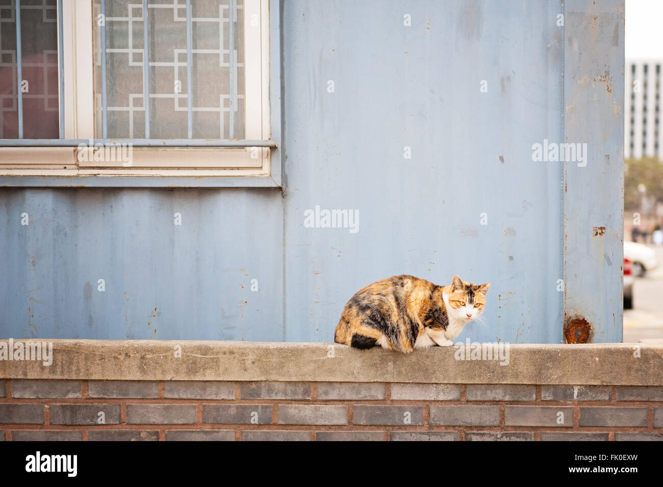 Cat a Seoul, Corea del Sud Foto Stock
