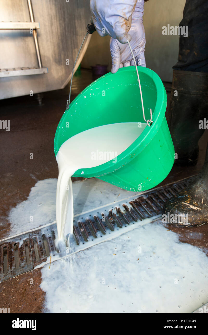 Agricoltore versando un cucchiaio di latte nello scarico come non vale niente. Cumbria, Regno Unito. Foto Stock