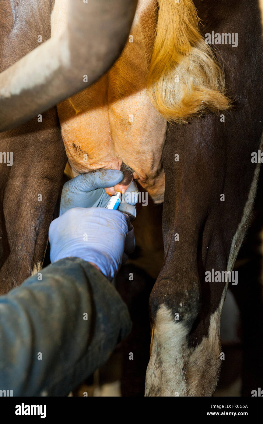 Mettere gli antibiotici in vacche da latte di mammella come parte della routine di essiccazione fino protezione per quando la mucca è non dare il latte. Cumbria, Regno Unito Foto Stock