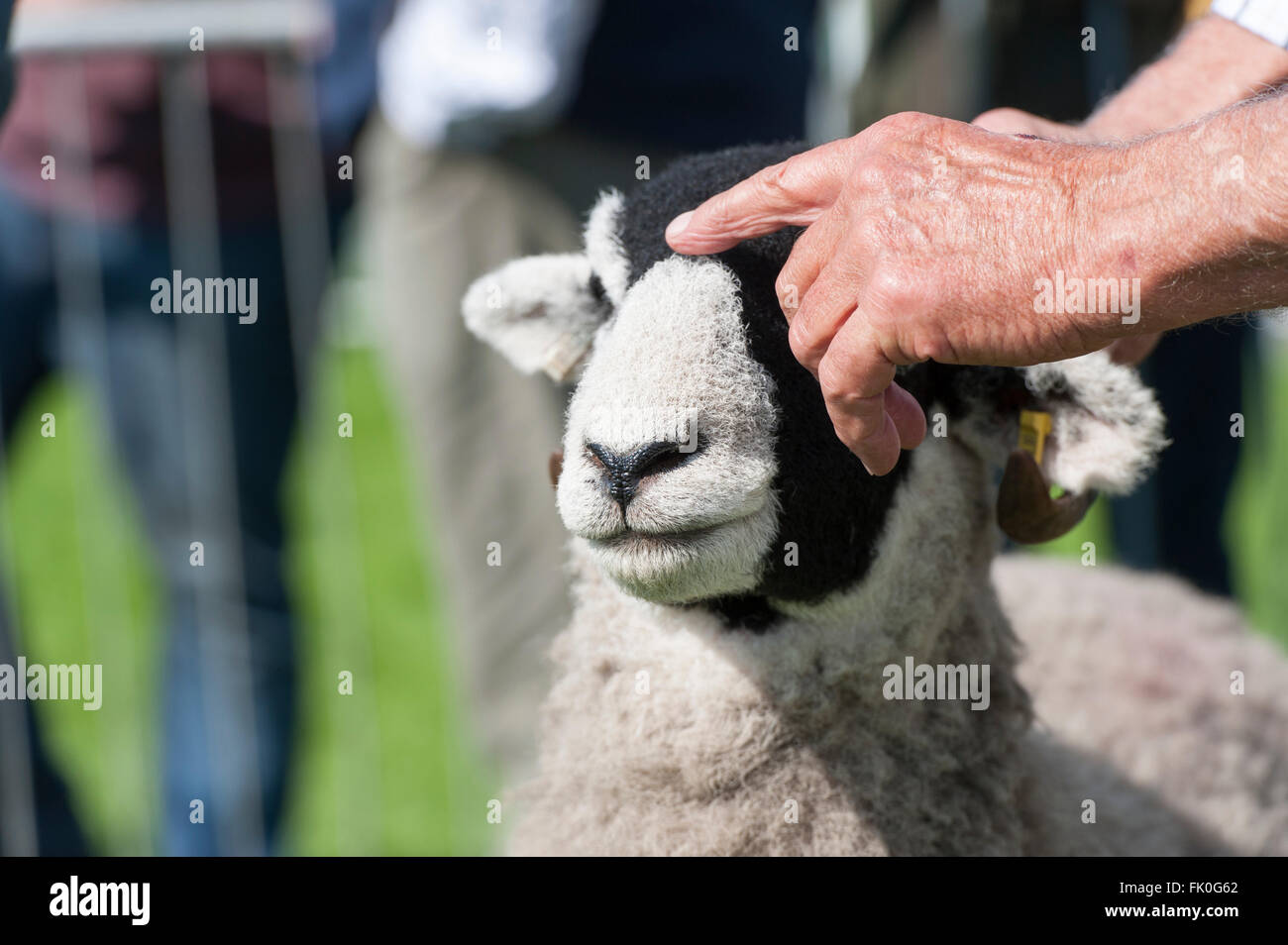 L'agricoltore che mostra una pecora Swaledale a uno spettacolo agricolo, Cumbria, Regno Unito. Foto Stock